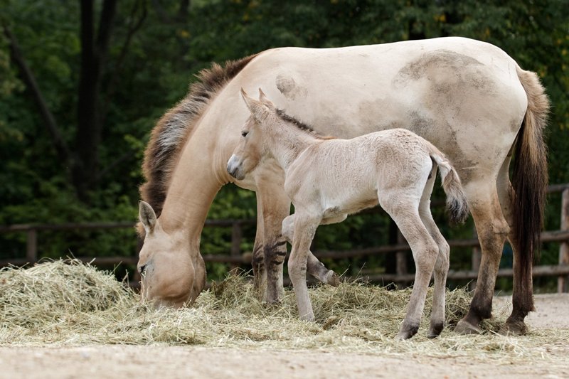 Jen několik hodin staré hříbě koně Převalského už prozkoumává výběh v pražské zoo. Foto (c) Tomáš Adamec, Zoo Praha